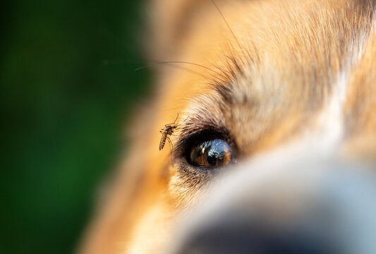 Itchy Dogs & Biting Insects: An Overlooked Cause of Summer Scratching