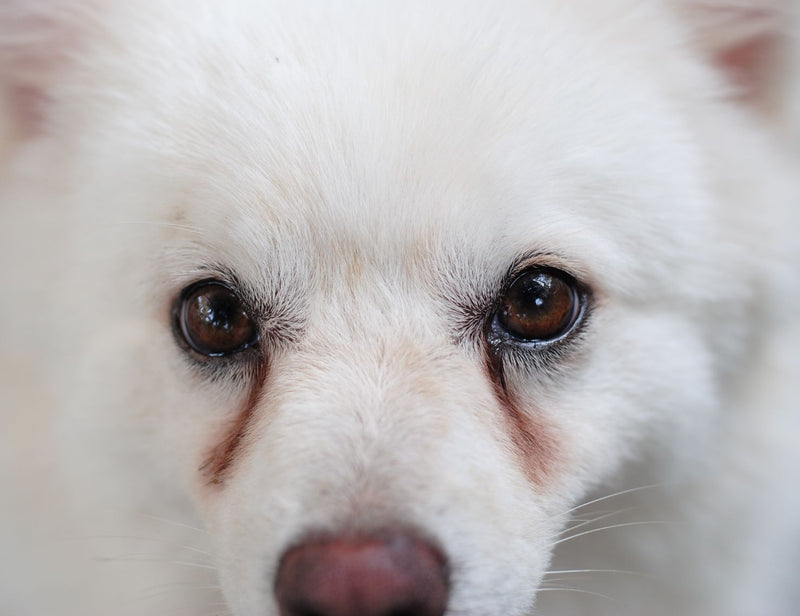 What Causes Fur Staining in White and Cream Dogs?