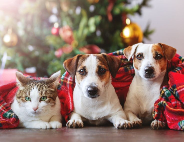 Festive Pet-Friendly Recipes Your Animal Companion Will Love