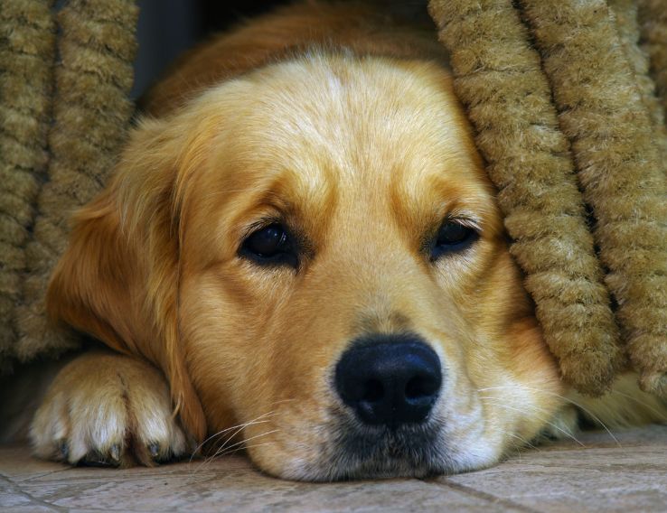 Is Your Dog in Pain? Common Signs Most Dog Guardian’s Miss