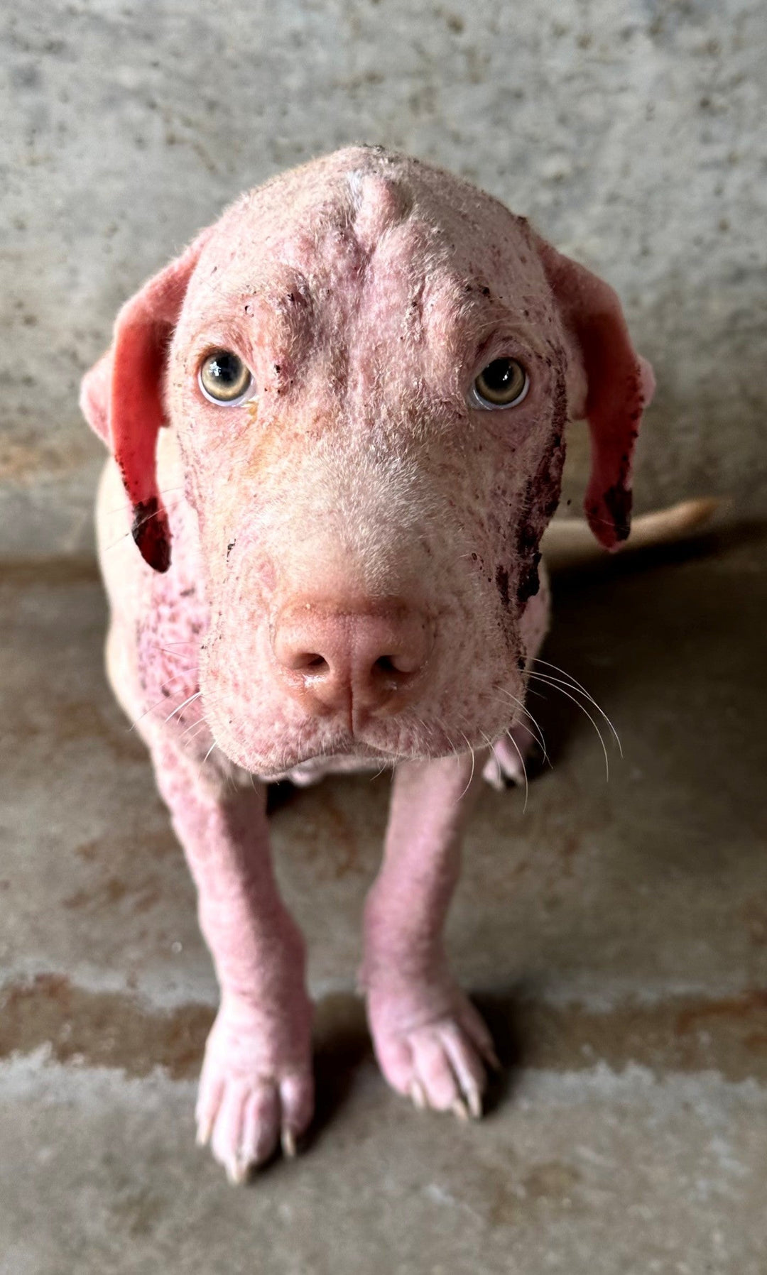 Mange in Dogs: Demodex vs Sarcoptic – What Australian Pet Guardians Need to Know