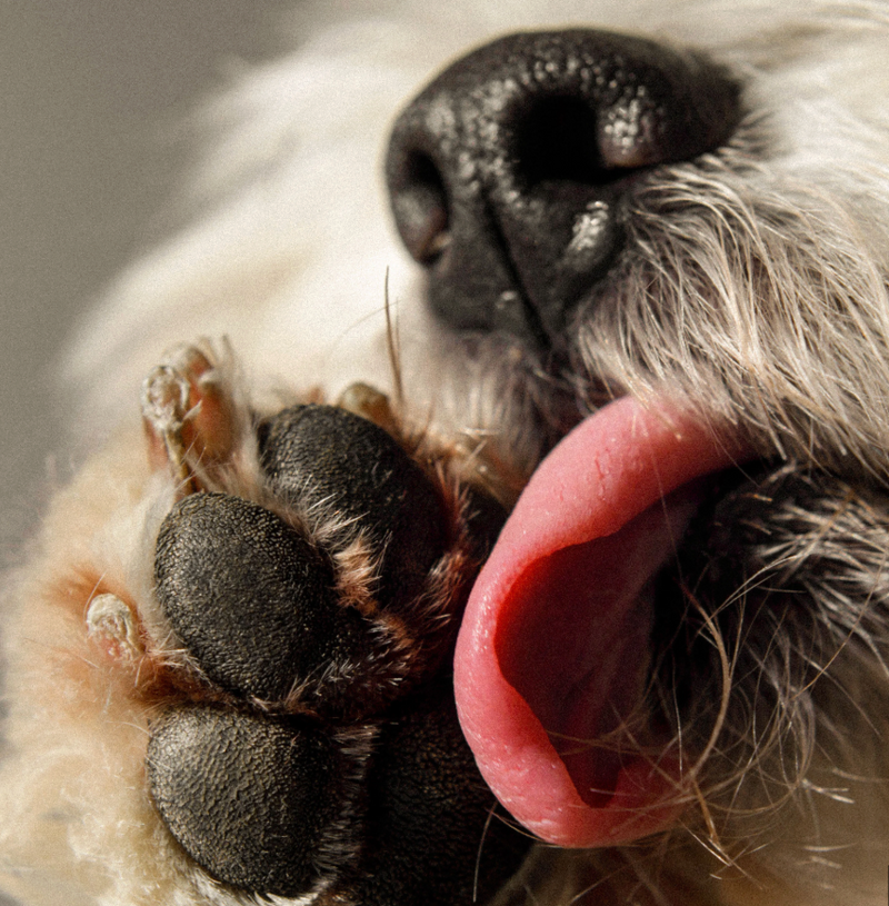 When Paw Licking Isn’t an Allergy: How Neck and Back Pain Can Show Up in Your Dog’s Paws