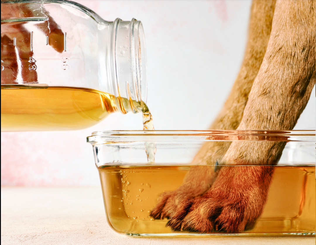 🌿 Soothing Paw Soaks: Natural Relief for Yeasty, Red, and Allergy-Prone Paws