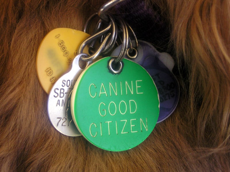 Dog Tags: Not so "music to the ears"