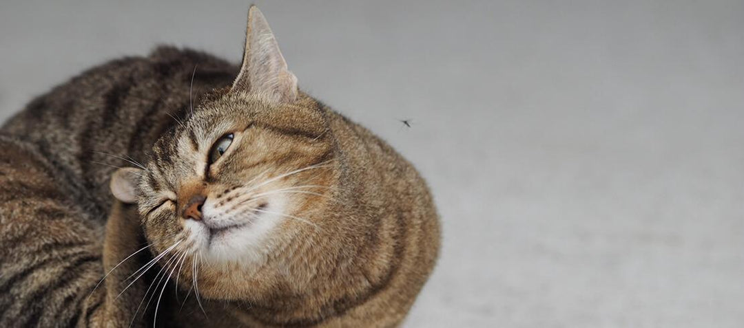 Natural, Chemical-Free Flea Solutions for Cats: Safe Remedies That Work