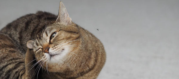 Natural, Chemical-Free Flea Solutions for Cats: Safe Remedies That Work