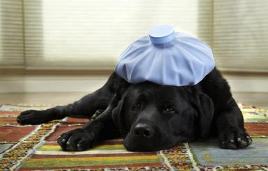 Why Chicken and Rice May Not Be the Best Bland Diet for Sick Dogs