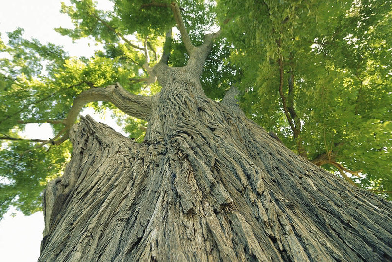 Slippery Elm for Dogs & Cats: The Gut-Healing Herb Every Pet Parent Should Know About
