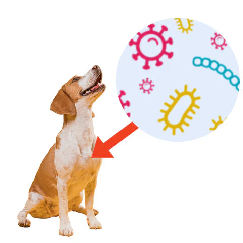 Could Gut Health Be Behind Your Dog’s Paw Chewing and Licking?
