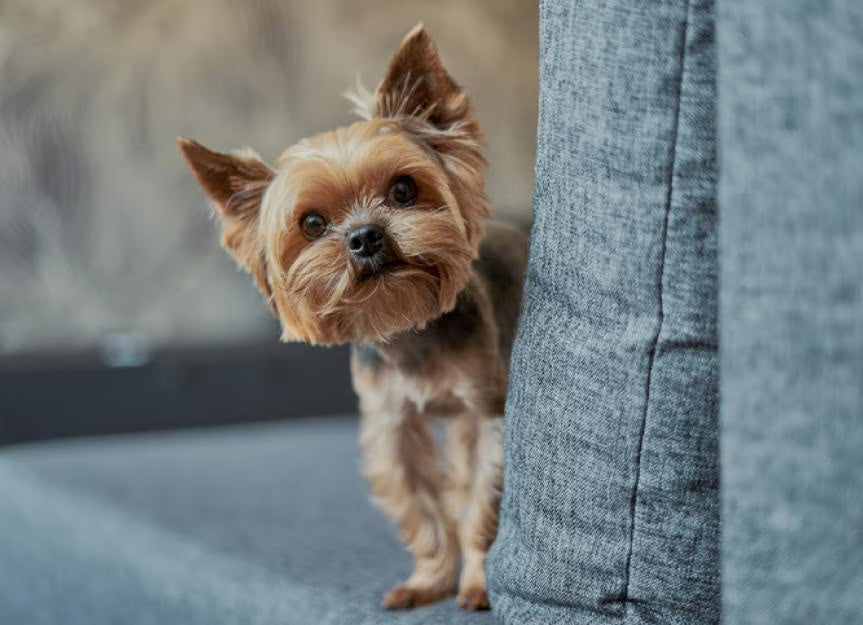 Collapsing Trachea: Part 2