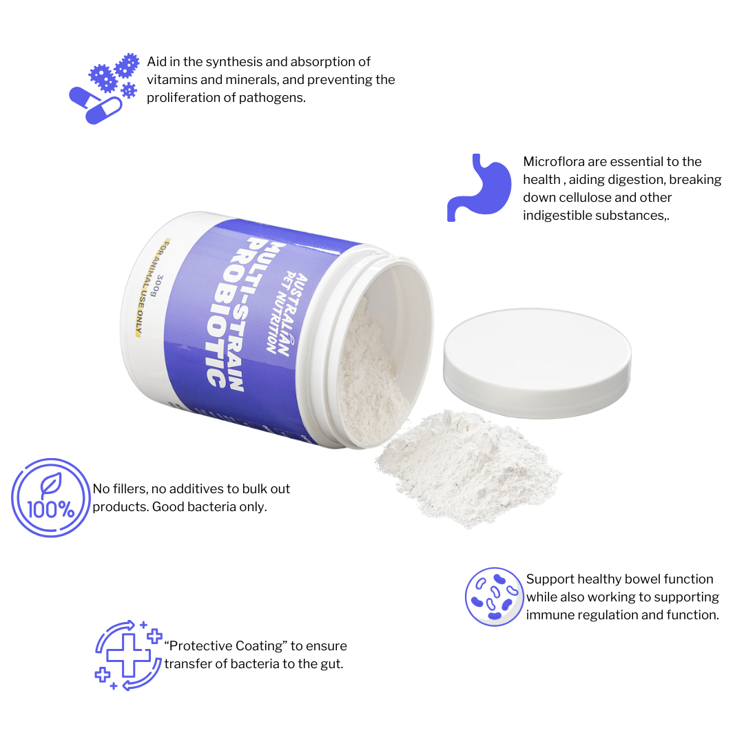 Multi-Strain Probiotic