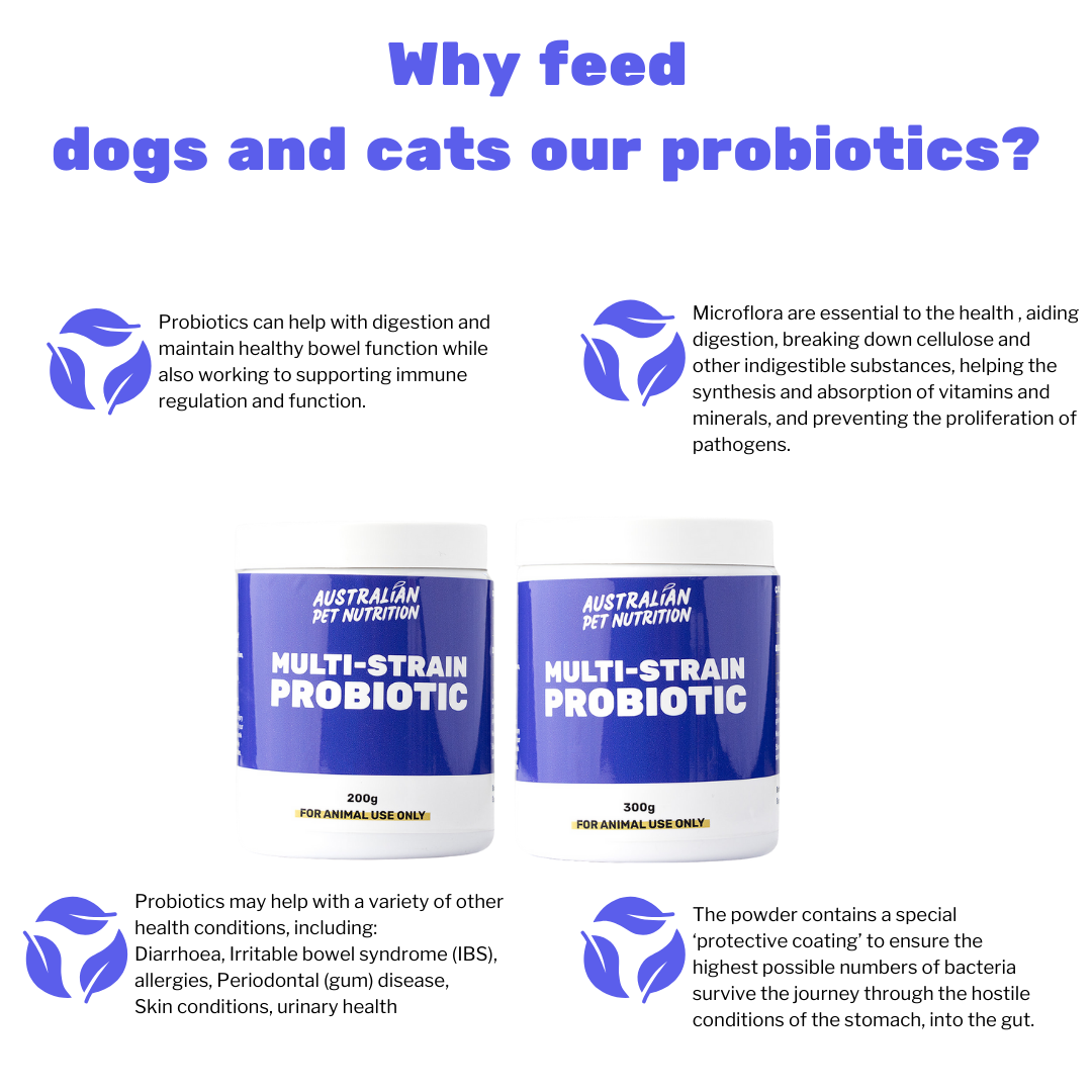 Multi-Strain Probiotic