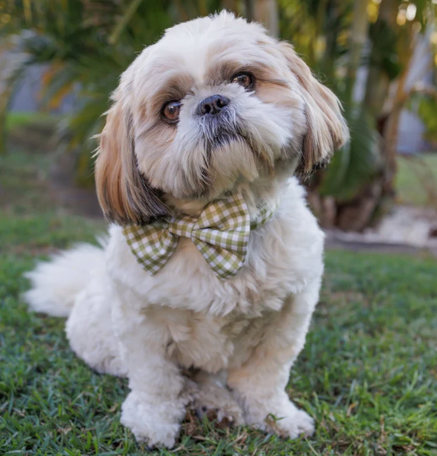 Dizzy Bow Tie