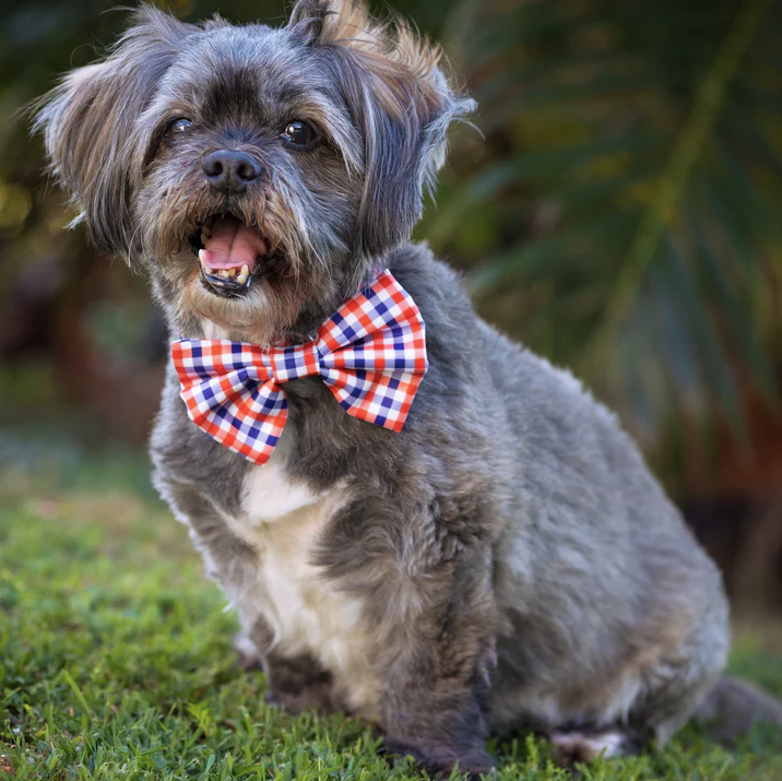 Dizzy Bow Tie
