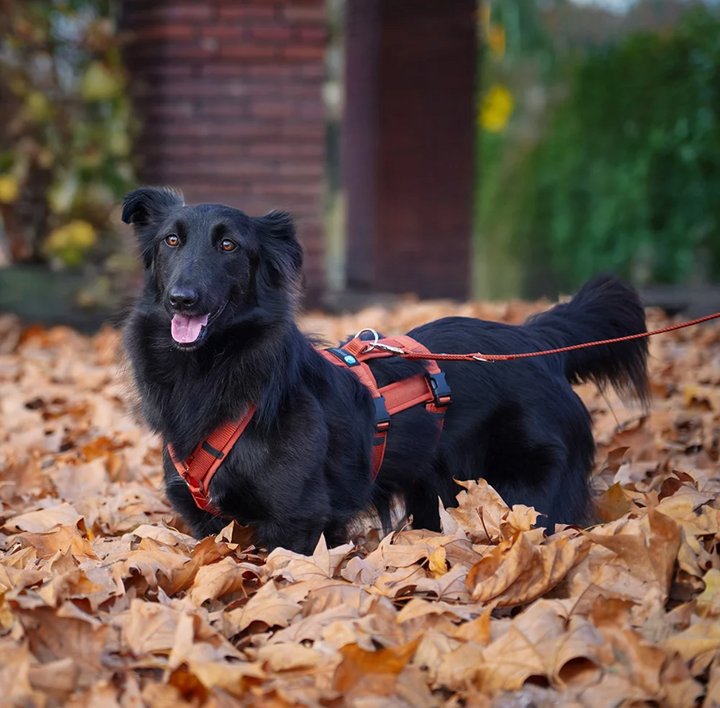 Anny.x Safety Harness