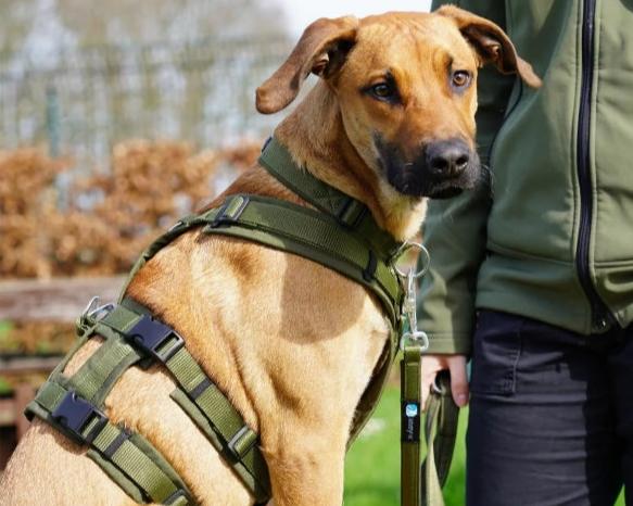 Anny.x Safety Harness