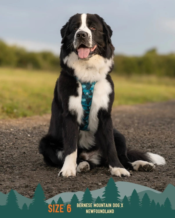 Twiggy Tags Adventure Harness