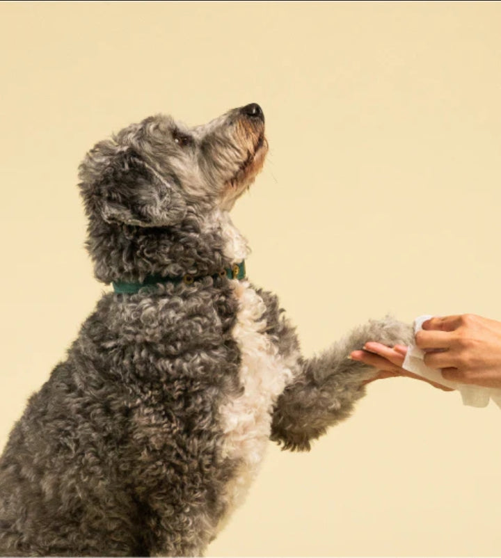 Squeaky Probiotic Pet Wipes Fresh & Zesty