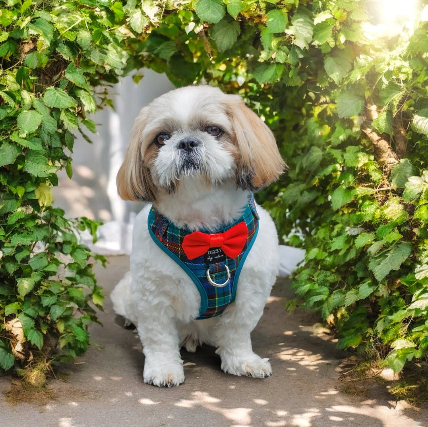 Dizzy Dog Harness