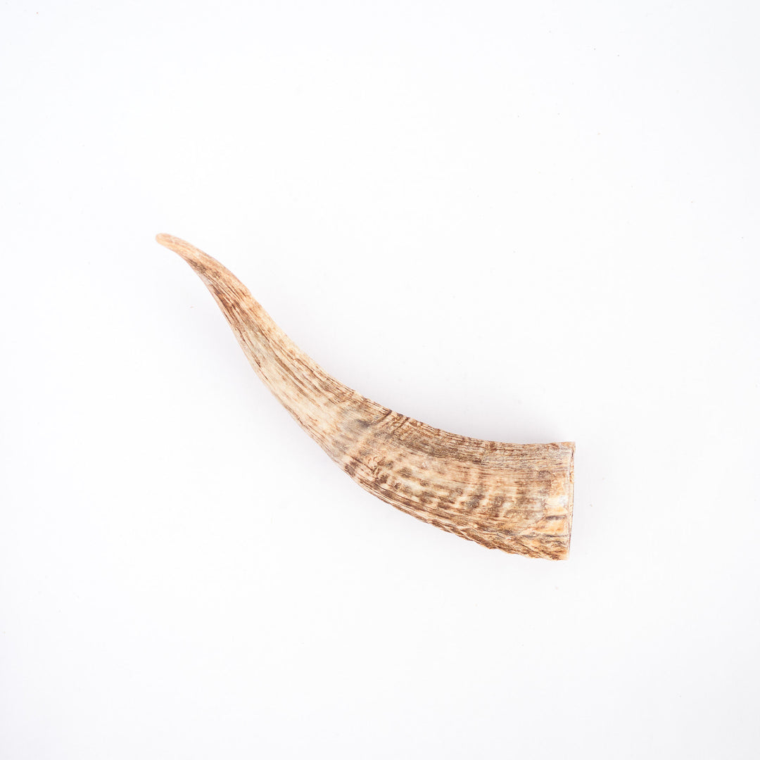 Goat Horn w/Marrow 15-20cm