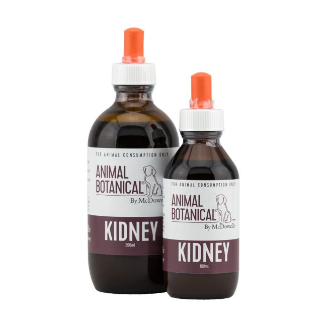 Canine Kidney