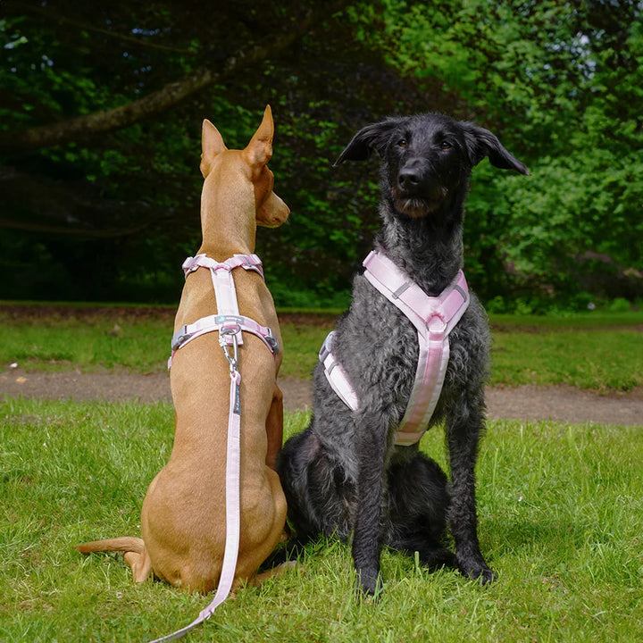 Anny.x Harness Fun