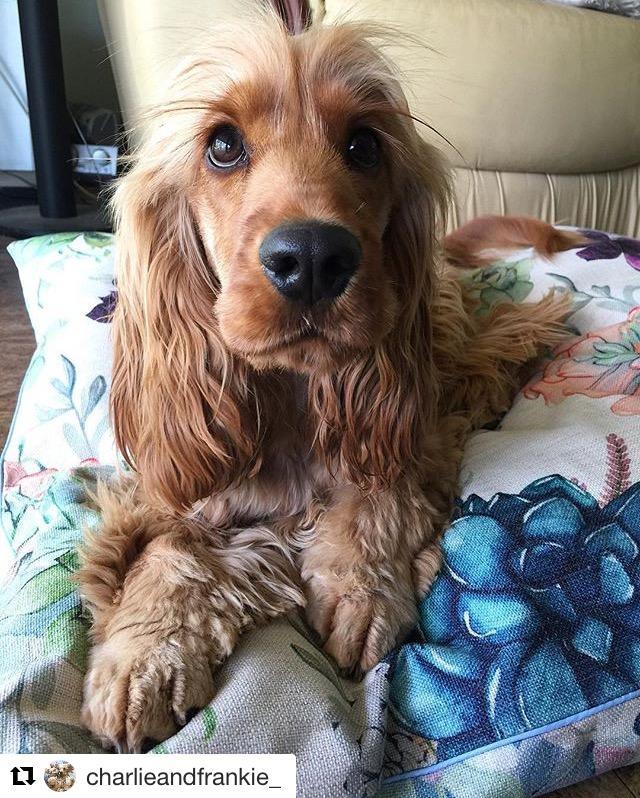 Indie Boho Medium Pet Bed *