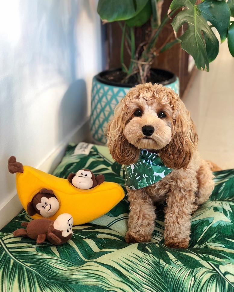 Indie Boho Medium Pet Bed *